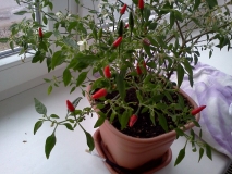 Chilli 2012-13