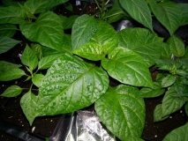 TRINIDAD SCORPION MORUGA