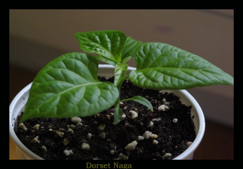 Dorset Naga