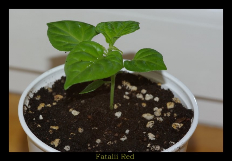 Fatalii Red