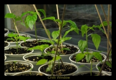 Chilli Window