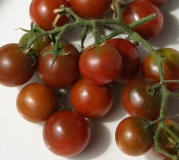 brown berry tomato