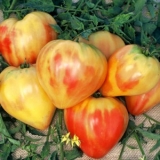 orange russian tomato