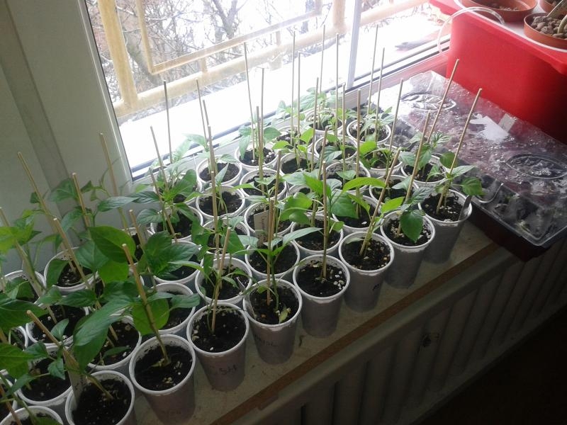 chilli 17 03 2013 1