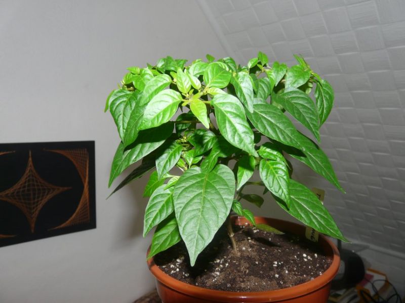 Thanksgiving chilli