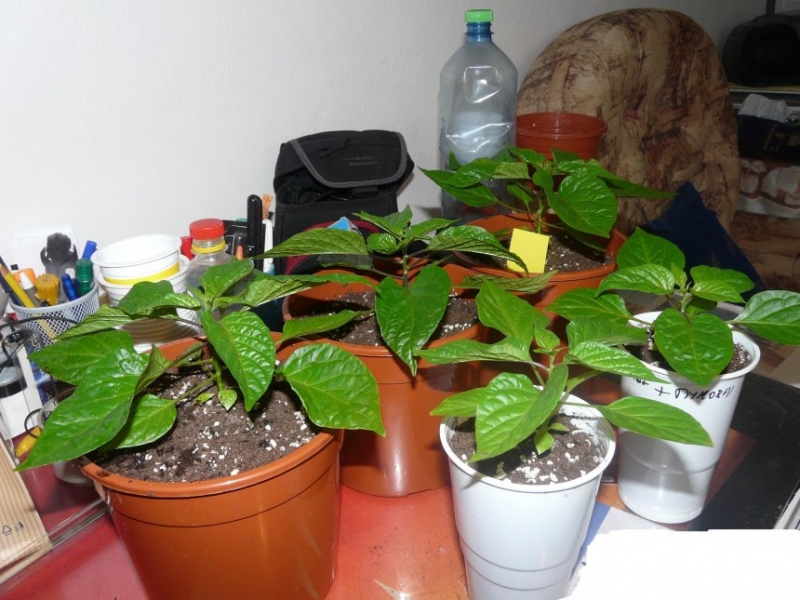 Habanero yellow