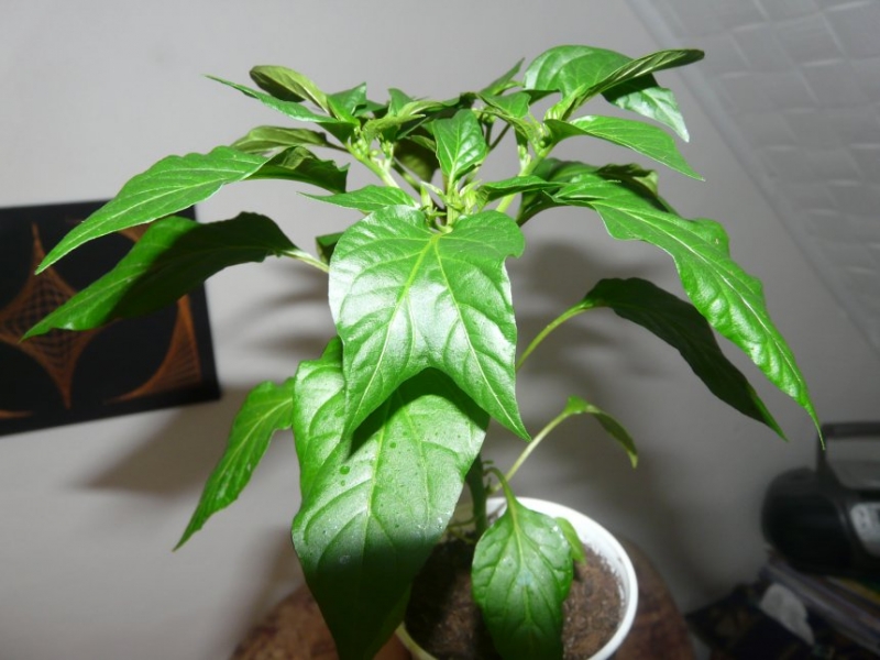 Dvojlist u cayenne yellow nebo rawitu