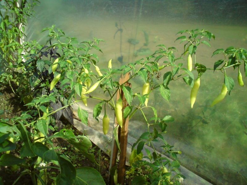 Aji Amarilo 28.8.12