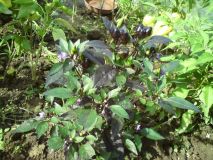 Black Pearl II 28.8.12