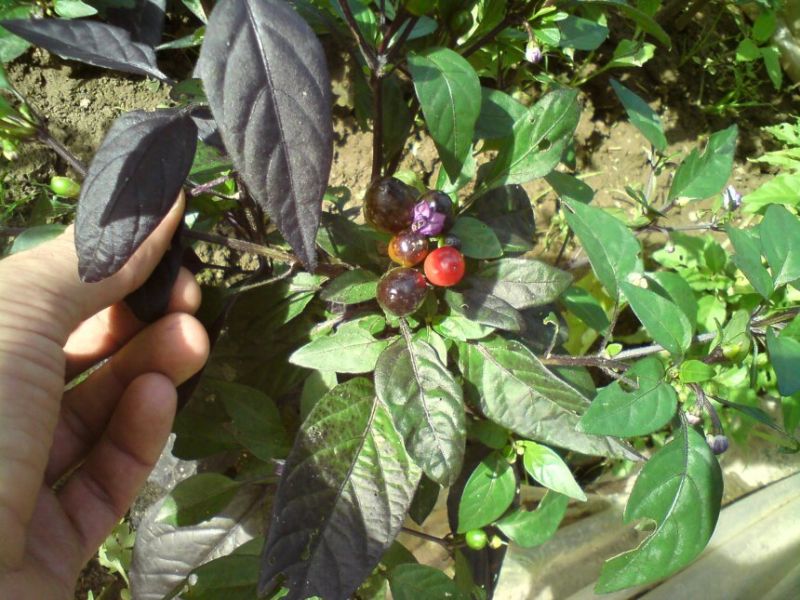 Black Pearl I 28.8.12