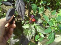 Black Pearl I 28.8.12