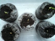 Trinidad Moruga Scorpion-start