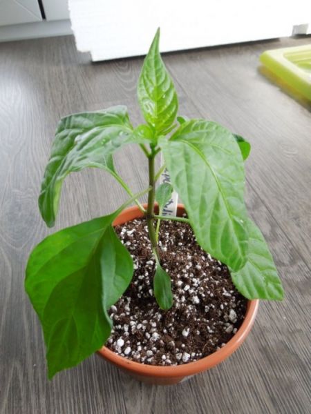 splihle jalapeno 01