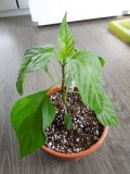 splihle jalapeno 01