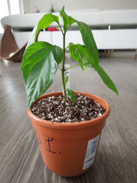 splihle jalapeno 02