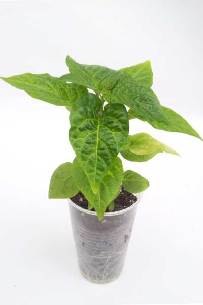 Chilli