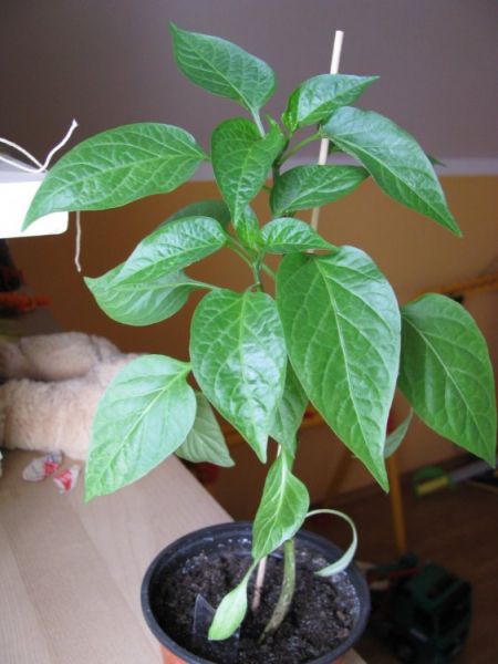 CHILHUACLE NEGRO (3)