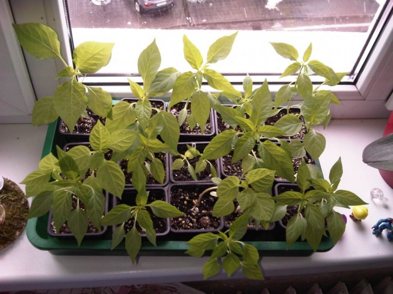 IMG00329-20130403-1149