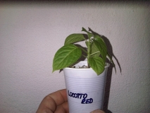 IMG00332-20130403-1150