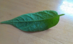 IMAG0339