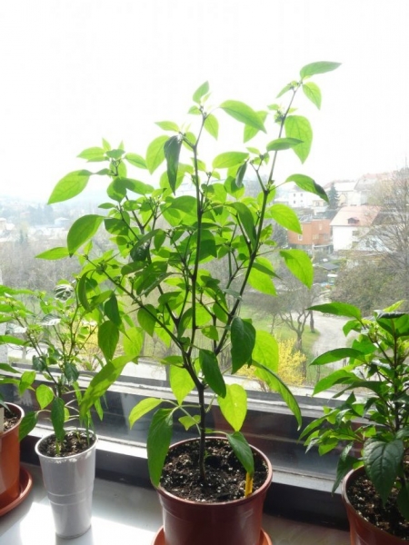 Jalapeno Early okno