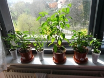 2x Royal Black, Jalapeno Early, atd.