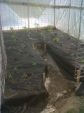 Chilli start