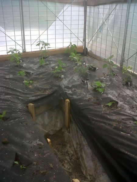 Chilli start