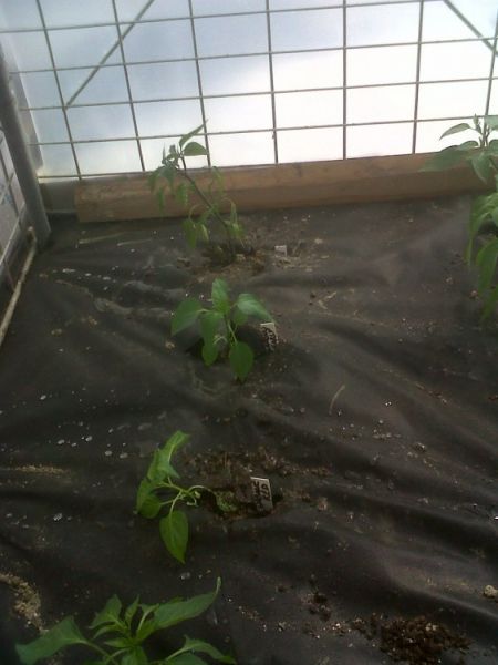 Chilli start