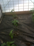 Chilli start