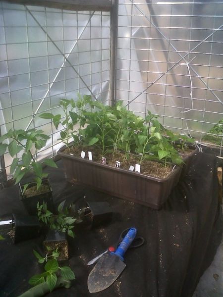 Chilli start