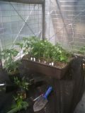Chilli start