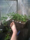 Chilli start
