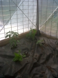 Chilli start