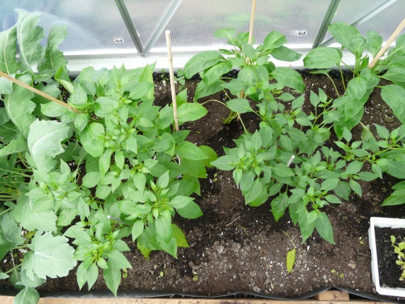 Rawit nebo Cayenne