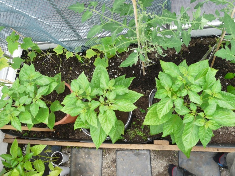 Habaneroos