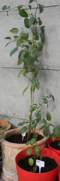 vn14