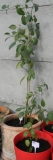 vn14