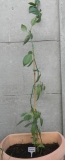 vn15