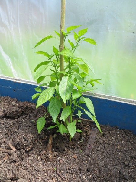 Aji Yellow