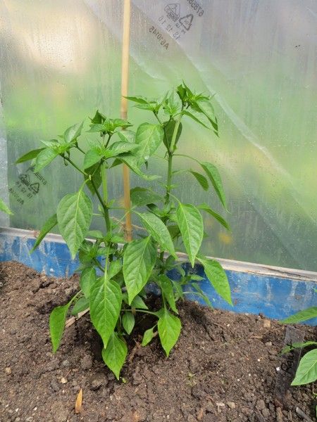 Cayenne long slim