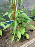Bulgarian Carrot, Hungarian Black