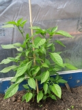 Cayenne long slim,Serrano