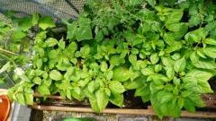 Habaneros