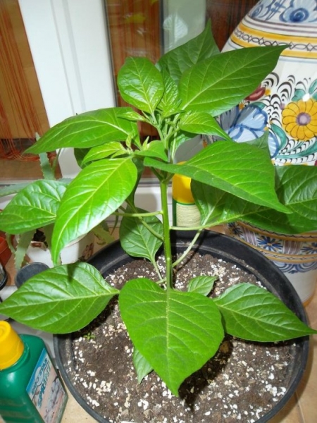 Chupetinho II