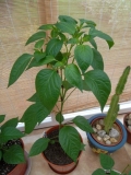 Jamaican Red Hot