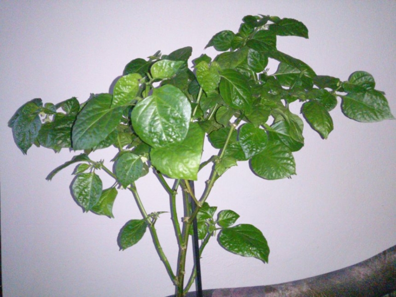 DSC 0010