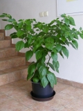 DSCF9432