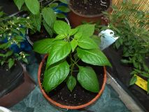 Naga Morich