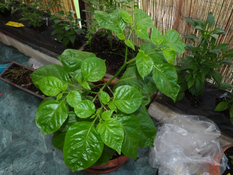 Trinidad Scorpion Moruga